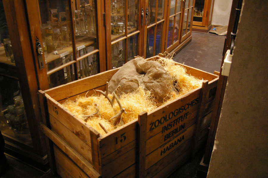 18cKorallen_KubaIMGP8522