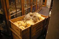 18cKorallen_KubaIMGP8522